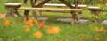 Rustic Backless Bench